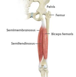 Hamstring Tendon